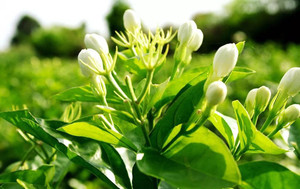 FRAGANCIA DE <span class=keywords><strong>JAZMIN</strong></span>, <span class=keywords><strong>TE</strong></span> <span class=keywords><strong>VERDE</strong></span> DE <span class=keywords><strong>JAZMIN</strong></span>, BENEFICIO PARA SALUD - Product Image 1