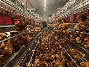 LED DC <strong>Light</strong> for IP69K Welfare <strong>Cage</strong> System Farm Lighting Equipment for Layers Product Type LED Poultry <strong>Light</strong> IP67 - Product Image 4