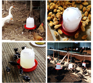 Seau d'abreuvement automatique de qualité pour poulets, seau d'alimentation pour volailles, outils d'abreuvement pour animaux - Product Image 5