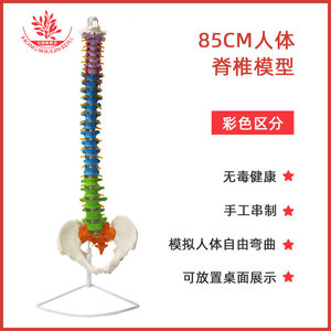 Modèle de colonne vertébrale pour l'explication et la démonstration de la pharmacologie : modèle de colonne vertébrale humaine en PVC naturellement flexible de 85 cm, disponible en différentes tailles. - Product Image 4