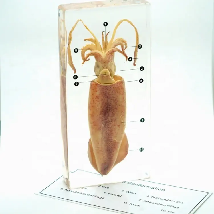 ปลาหมึก Conformation Block สำหรับอุปกรณ์ในห้องเรียน,อุปกรณ์การเรียนการสอนตัวอย่างอะคริลิคทางชีวภาพที่เก็บรักษาไว้
