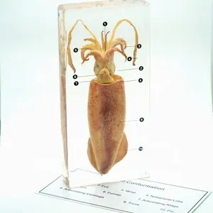 Preserved Biological Specimen Acrylic Teaching Resources Squid Conformation Block For Classroom Supplies