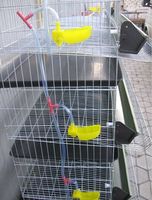 Cage pour cailles pondeuses, cage d'élevage de cailles, cage en plastique pour cailles à vendre