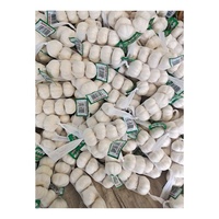 Ajos/Chine Ail rouge frais Ajo pour le marché du Chili 10kg/carton 55mm/60mm qualité d'exportation de l'ail