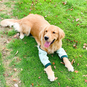 Ropa protectora de rodilla y codo para Golden Retrievers y Labradores Protección de articulaciones y antiabrasión - Product Image 5