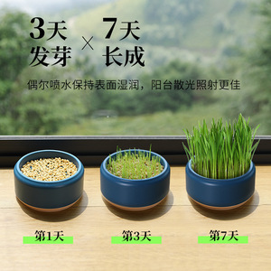 Maceta de diseño original para hierba gatera, caja de cultivo hidropónico para hierba gatera, semillas de hierba gatera, remedio para bolas de pelo de gato, fábrica de artículos para mascotas - Product Image 3