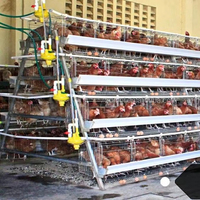 Équipement d'élevage de poules pondeuses, système complet de poulaillers et cages pour poules pondeuses