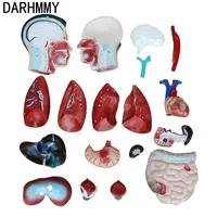 DARHMMY 85CM Torso masculino Simulador de anatomía humana con 19 piezas Producto de entrenamiento de ciencia médica
