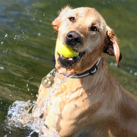 Dernier modèle de mini traceur GPS étanche en forme de cloche pour chien, chat, oiseau, mouton, chèvre et animaux sauvages