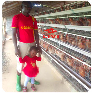 Cages à batterie pour poules pondeuses, capacité de 30 000 couches, <span class=keywords><strong>cage</strong></span> en acier pour animaux, à vendre au Nigéria, en Ouganda, ferme avicole - Product Image 5