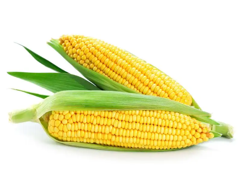 new crop 3000g good quality canned sweet corn