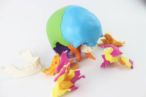 Modèle de crâne anatomique <span class=keywords><strong>humain</strong></span> grandeur nature en 22 pièces, couleur CE/ISO, tête amovible, modèle d'os de crâne pour étudiants en médecine - Product Image 5