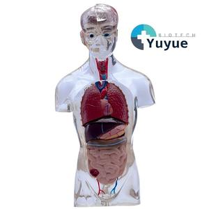 Modèle d'anatomie du torse <span class=keywords><strong>humain</strong></span> transparent, organes détachables avec cerveau et cœur pour <span class=keywords><strong>l</strong></span>'éducation - Product Image 1