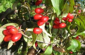 GSGC ervas chinesas Fabricante Fábrica Fornecimento Food Grade Frutas Orgânicas Naturais Dogwood Cornus Officinalis Extrato Em Pó - Product Image 2