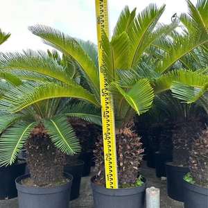 Venta al por mayor de fábrica: Bonsái de palma sago, árboles de vivero naturales vivos, palmeras Cycas auténticas para decoración de interiores y exteriores, hogar, oficina y jardín. - Product Image 5