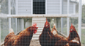 Automatic Poultry Layer Chicken <strong>Cage</strong> Wire Mesh Welding <strong>Machine</strong> Manufacturers - Product Image 6