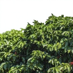 Bulk Vietnam Robusta green <b>coffee</b> <b>beans</b>, natural unroasted seeds, OEM/ODM export quality, 12% moisture content - Product Image 2