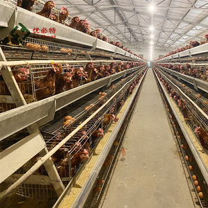 Cages à poulets automatiques à immersion à chaud de <span class=keywords><strong>type</strong></span> <span class=keywords><strong>A</strong></span> fournies par l'usine Système de ponte de batterie Équipement de ferme de poulet Mangeoires pour animaux - Product Image 4