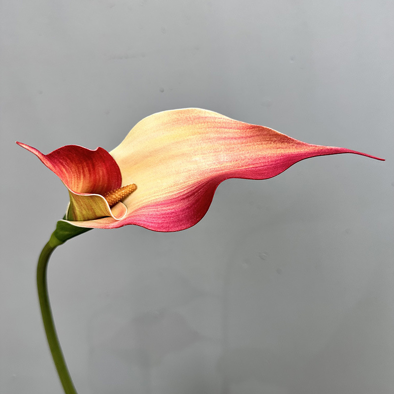 double-petal calla pink purple