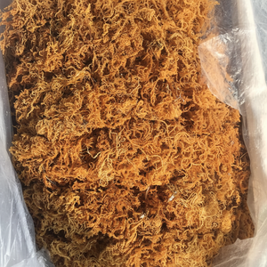 Best-seller Seamoss - Seamoss pris de mer au Vietnam - Product Image 1