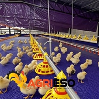 Fabricant d'équipements avicoles, système d'alimentation automatique pour poulets, ligne d'alimentation en chaîne, ligne d'alimentation par cuve, solution pour l'élevage