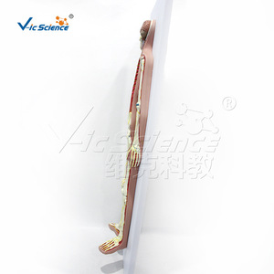 Modèle du système nerveux humain VIC-N011, modèle d'enseignement médical - Product Image 4