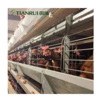 Cages en batterie pour poulets pondeurs de ferme avicole (10 000-100 000 unités) – Cages pour animaux de ferme avicole