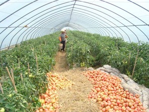 Invernadero de túnel de película PO de alta calidad para verduras/frutas/champiñones - Product Image 4