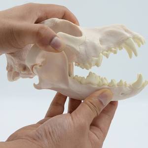 Modelo de exhibición de cráneo y <span class=keywords><strong>esqueleto</strong></span> de perro adulto de tamaño natural para hospital veterinario, ganadería y enseñanza médica - Product Image 5