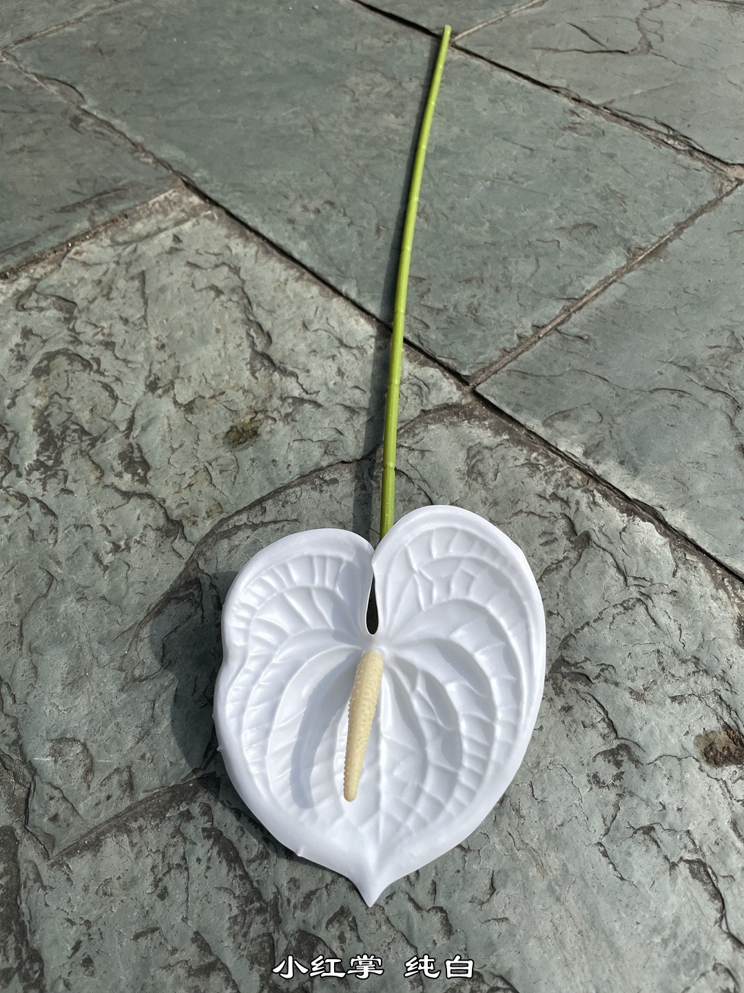 Piccola palma rossa bianco puro