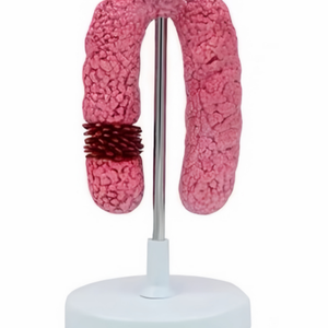 Modelo del cromosoma X para experimentos de biología en secundaria, material didáctico, organelos médicos, estructura submicroscópica - Product Image 6