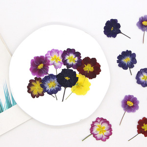 Fiori di <span class=keywords><strong>Primula</strong></span> Essiccati a Colore Naturale per Inviti di Nozze, Creazione di Candele e Decorazioni Fai-da-Te - Product Image 3