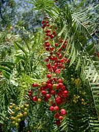 พริกไทยเม็ดพริกไทยสีชมพู/พริกไทยแบบเปรูสำหรับเครื่องดื่มเกรดอาหารที่ดีที่สุดมีกลิ่นหอม - Product Image 5