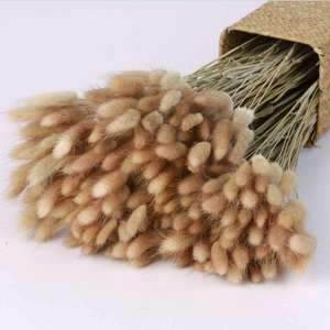<span class=keywords><strong>Lagurus</strong></span> préservé fleurs séchées plantes fleur sèche <span class=keywords><strong>Lagurus</strong></span> pour arrangement floral lapin queue herbe - Product Image 2