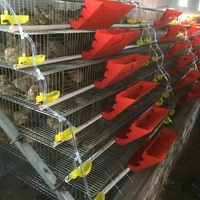 Cages et équipements d'élevage en couches pour animaux : Cage d'élevage de type A pour cailles