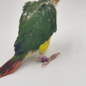 Anel de Identificação para Pássaros de Alumínio 4mm/4.7mm para Treinamento ao Ar Livre e Identificação em Corridas - Product Image 6