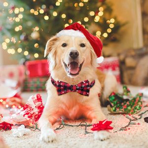<span class=keywords><strong>Collar</strong></span> y Corbatín Navideños para Perro con Patrón Clásico de Copos de Nieve, <span class=keywords><strong>Adorable</strong></span> <span class=keywords><strong>Collar</strong></span> con Hebilla de Liberación Rápida para Cachorros, Perros y Mascotas - Product Image 2