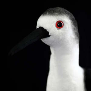 Peluche réaliste d'<span class=keywords><strong>oiseau</strong></span> à ailes noires, jouet en peluche doux pour enfants et amoureux des oiseaux - Product Image 6