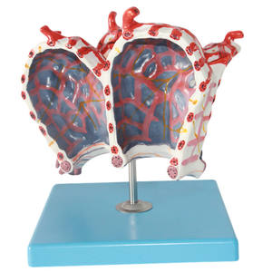 Modelo <span class=keywords><strong>de</strong></span> Alvéolo Humano, Estructura Alveolar Altamente Detallada con Capilares Codificados por Color para Educación Médica y Estudio Respiratorio - Product Image 2