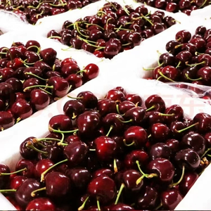 Australie fruits frais grosse <span class=keywords><strong>cerise</strong></span> Catty perle <span class=keywords><strong>noire</strong></span> boîte entière en gros - Product Image 3
