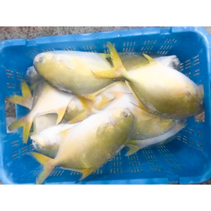 Pescado Pompano Dorado Congelado de 400-600g, Pescado Pomfret Dorado Criado en Granja, Pescado Pompano Entero y Redondo - Product Image 1