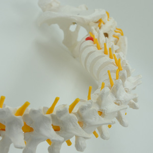 Modèles de colonne vertébrale humaine pour l'enseignement médical, y compris des modèles avec points d'origine et d'insertion musculaire, vente en gros. - Product Image 4