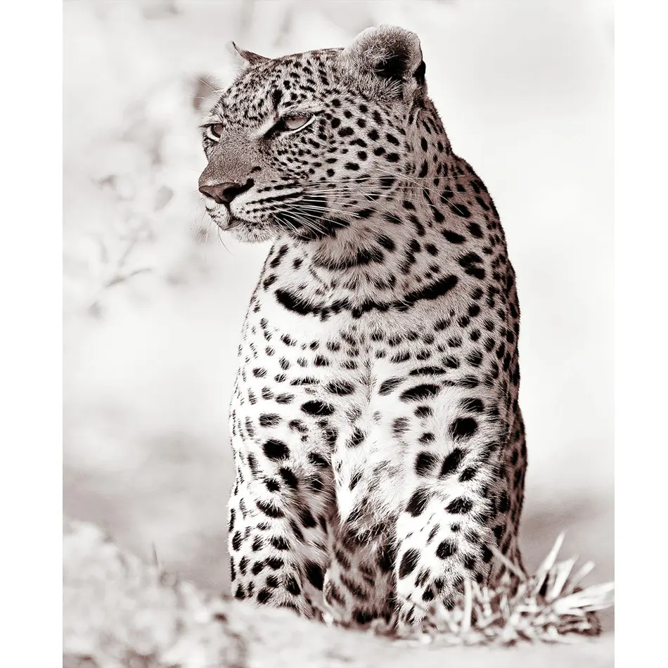 Diy Pintura Por Números Para Adultos Kits Leopardo Animal Picture Starter Kit Para Presente Diy 40x50cm/16x20inch Sem Moldura