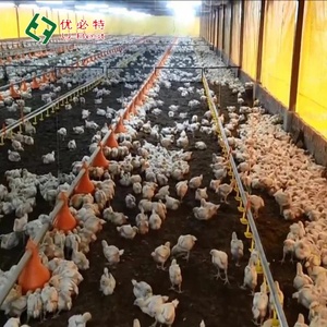 Conception de ferme avicole <span class=keywords><strong>à</strong></span> bas prix Abri d'équipement pour poulets de chair Mangeoire automatique pour poulet - Product Image 5
