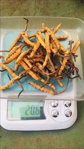 <span class=keywords><strong>Cordyceps</strong></span> Berasal dari Naqu County Yang Tumbuh Di <span class=keywords><strong>Tibet</strong></span>-Qianhai Highland dengan 5000 Meter Ketinggian - Product Image 2