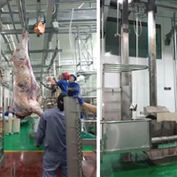 Ensemble clé en main d'équipements d'abattage de bovins pour abattoirs de petite et moyenne taille, ligne complète disponible