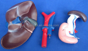 Anatomico del Fegato, Pancreas e Duodeno Modello, medico Modello di Sistema Digestivo - Product Image 3