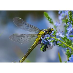 Trang trí tường 7x5ft 3D con chuồn chuồn Macro chụp ảnh nền mùa xuân thiên nhiên cảnh quan Backdrop cho sinh nhật tổ chức sự kiện nhiếp ảnh - Product Image 5