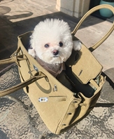 Bolsa de Transporte para Mascotas de Gran Capacidad, Elegante y Moderna, Estilo Diseñador, Bolso de Mano, Bolso Bandolera para Perros y Gatos