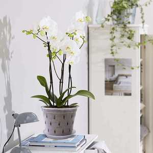 Pot à mailles <span class=keywords><strong>en</strong></span> <span class=keywords><strong>plastique</strong></span> PS <span class=keywords><strong>pour</strong></span> serre <span class=keywords><strong>pour</strong></span> légumes et graines Système hydroponique Net Cup Pépinière Plateau <span class=keywords><strong>pour</strong></span> jardin et application de semis - Product Image 5